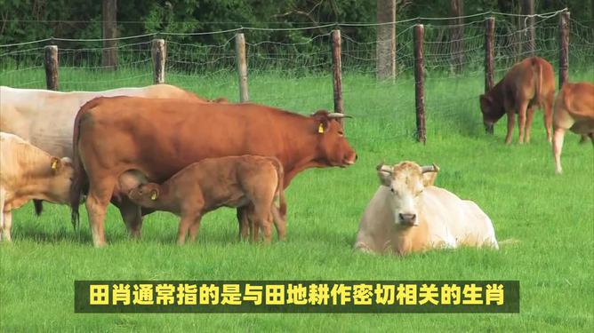 四不像今晚最准确一肖,四不像今晚最准确一肖——探寻神秘生肖的魅力
